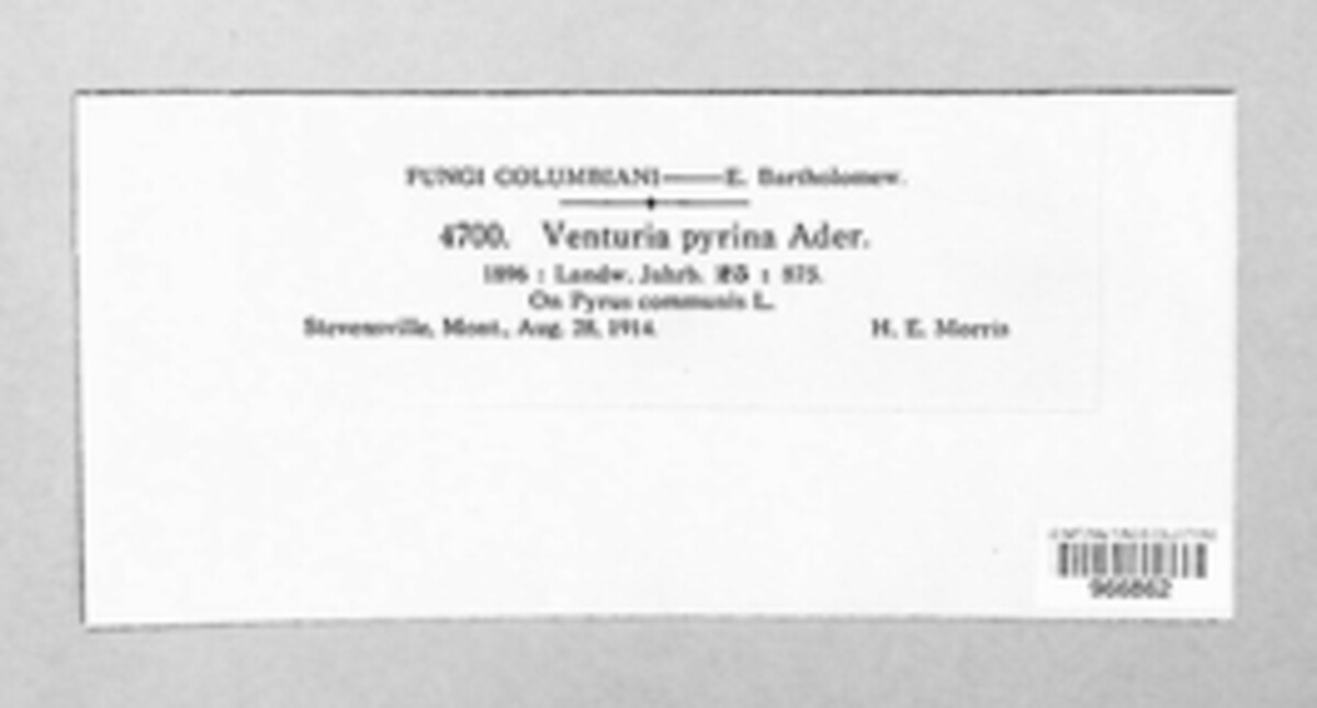 Venturia pyrina image